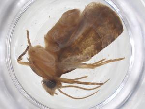  ( - CBG-B23725-H09)  @11 [ ] CreativeCommons - Attribution Share - Alike (2025) Centre for Biodiversity Genomics Centre for Biodiversity Genomics