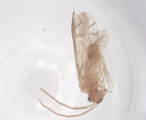  (Isophanes - CBG-B23726-A03)  @11 [ ] CreativeCommons - Attribution Share - Alike (2025) Centre for Biodiversity Genomics Centre for Biodiversity Genomics