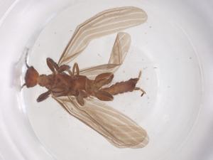  ( - CBG-B23726-A05)  @11 [ ] CreativeCommons - Attribution Share - Alike (2025) Centre for Biodiversity Genomics Centre for Biodiversity Genomics