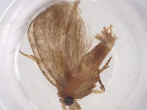  ( - CBG-B23726-A08)  @11 [ ] CreativeCommons - Attribution Share - Alike (2025) Centre for Biodiversity Genomics Centre for Biodiversity Genomics