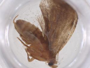  ( - CBG-B23726-C11)  @11 [ ] CreativeCommons - Attribution Share - Alike (2025) Centre for Biodiversity Genomics Centre for Biodiversity Genomics