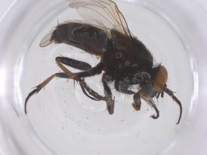  ( - CBG-B23726-D03)  @11 [ ] CreativeCommons - Attribution Share - Alike (2025) Centre for Biodiversity Genomics Centre for Biodiversity Genomics