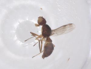  ( - CBG-B23726-D06)  @11 [ ] CreativeCommons - Attribution Share - Alike (2025) Centre for Biodiversity Genomics Centre for Biodiversity Genomics