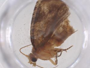  ( - CBG-B23726-E11)  @11 [ ] CreativeCommons - Attribution Share - Alike (2025) Centre for Biodiversity Genomics Centre for Biodiversity Genomics