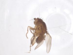  ( - CBG-B23726-H11)  @11 [ ] CreativeCommons - Attribution Share - Alike (2025) Centre for Biodiversity Genomics Centre for Biodiversity Genomics