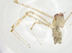  ( - CBG-A19263-B11)  @11 [ ] CreativeCommons - Attribution Share - Alike (2023) Centre for Biodiversity Genomics Centre for Biodiversity Genomics