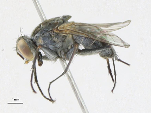  ( - BIOUG95293-E05)  @11 [ ] CreativeCommons - Attribution Share-Alike (2023) CBG Photography Group Centre for Biodiversity Genomics