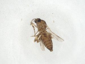  (Forcipomyia pulcherrima - CBG-A08205-G02)  @11 [ ] CreativeCommons - Attribution Share - Alike (2023) Centre for Biodiversity Genomics Centre for Biodiversity Genomics