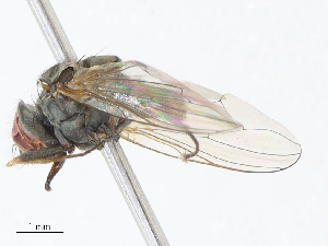  ( - CBG-A10830-C12)  @11 [ ] CreativeCommons - Attribution Share - Alike (2023) CBG Photography Group Centre for Biodiversity Genomics