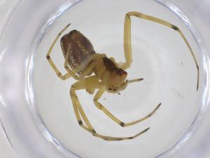  ( - CBG-A18013-D10)  @11 [ ] CreativeCommons - Attribution Share - Alike (2023) Centre for Biodiversity Genomics Centre for Biodiversity Genomics