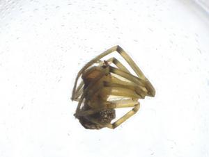  ( - CBG-A18014-C01)  @11 [ ] CreativeCommons - Attribution Share - Alike (2023) Centre for Biodiversity Genomics Centre for Biodiversity Genomics