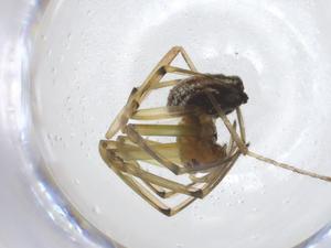  ( - CBG-A18014-E09)  @11 [ ] CreativeCommons - Attribution Share - Alike (2023) Centre for Biodiversity Genomics Centre for Biodiversity Genomics