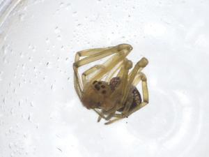  ( - CBG-A18014-H06)  @11 [ ] CreativeCommons - Attribution Share - Alike (2023) Centre for Biodiversity Genomics Centre for Biodiversity Genomics