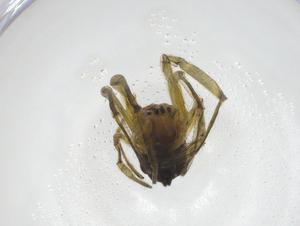  ( - CBG-A18015-F09)  @11 [ ] CreativeCommons - Attribution Share - Alike (2023) Centre for Biodiversity Genomics Centre for Biodiversity Genomics