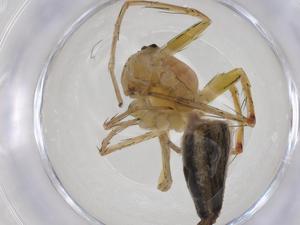  (Oxyopes birmanicus - CBG-A18016-C07)  @11 [ ] CreativeCommons - Attribution Share - Alike (2023) Centre for Biodiversity Genomics Centre for Biodiversity Genomics