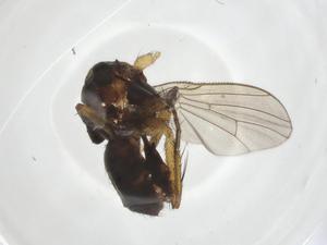  ( - CBG-A19246-F08)  @11 [ ] CreativeCommons - Attribution Share - Alike (2023) Centre for Biodiversity Genomics Centre for Biodiversity Genomics