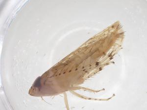  ( - CBG-B00130-E12)  @11 [ ] CreativeCommons - Attribution Share - Alike (2025) Centre for Biodiversity Genomics Centre for Biodiversity Genomics