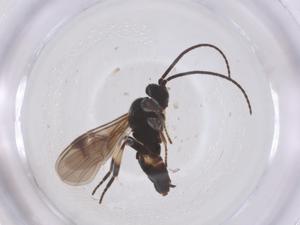  ( - CBG-B00156-E04)  @11 [ ] CreativeCommons - Attribution Share - Alike (2025) Centre for Biodiversity Genomics Centre for Biodiversity Genomics