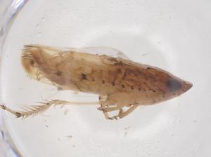  (Scaphoideus maai - CBG-B00157-G07)  @11 [ ] CreativeCommons - Attribution Share - Alike (2025) Centre for Biodiversity Genomics Centre for Biodiversity Genomics