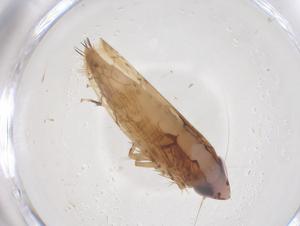  ( - CBG-B00157-G11)  @11 [ ] CreativeCommons - Attribution Share - Alike (2025) Centre for Biodiversity Genomics Centre for Biodiversity Genomics