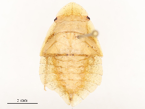  ( - CBG-B00175-F09)  @11 [ ] CreativeCommons - Attribution Share - Alike (2025) CBG Photography Group Centre for Biodiversity Genomics