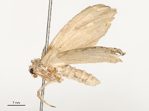  ( - CBG-B00177-A09)  @11 [ ] CreativeCommons - Attribution Share - Alike (2025) CBG Photography Group Centre for Biodiversity Genomics