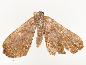  ( - CBG-B00177-B05)  @11 [ ] CreativeCommons - Attribution Share - Alike (2025) CBG Photography Group Centre for Biodiversity Genomics