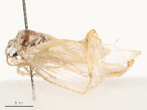  ( - CBG-B00177-D10)  @11 [ ] CreativeCommons - Attribution Share - Alike (2025) CBG Photography Group Centre for Biodiversity Genomics