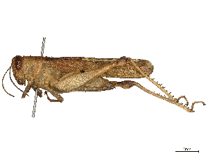  (Eucoptacra - CBG-B00177-G01)  @11 [ ] CreativeCommons - Attribution Share - Alike (2025) CBG Photography Group Centre for Biodiversity Genomics