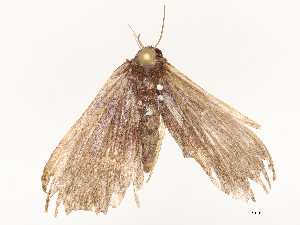  ( - CBG-B00177-G08)  @11 [ ] CreativeCommons - Attribution Share - Alike (2025) CBG Photography Group Centre for Biodiversity Genomics