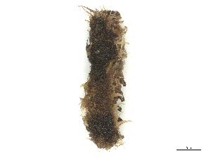  ( - CBG-B00177-H09)  @11 [ ] CreativeCommons - Attribution Share - Alike (2025) CBG Photography Group Centre for Biodiversity Genomics