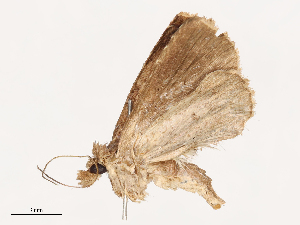  ( - CBG-B00182-A07)  @11 [ ] CreativeCommons - Attribution Share - Alike (2025) CBG Photography Group Centre for Biodiversity Genomics