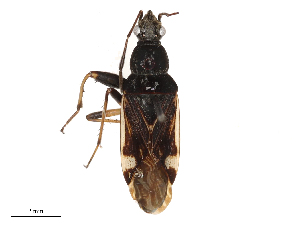  ( - CBG-B00193-A04)  @11 [ ] CreativeCommons - Attribution Share - Alike (2025) CBG Photography Group Centre for Biodiversity Genomics