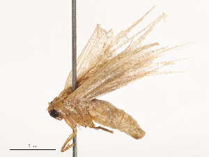  ( - CBG-B00193-C01)  @11 [ ] CreativeCommons - Attribution Share - Alike (2025) CBG Photography Group Centre for Biodiversity Genomics