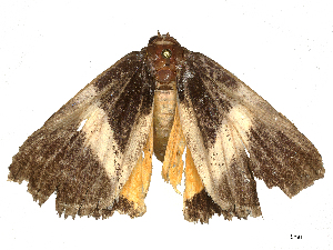  ( - CBG-B00193-E11)  @11 [ ] CreativeCommons - Attribution Share - Alike (2025) CBG Photography Group Centre for Biodiversity Genomics