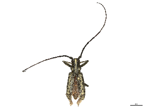  ( - CBG-B00196-B08)  @11 [ ] CreativeCommons - Attribution Share - Alike (2025) CBG Photography Group Centre for Biodiversity Genomics