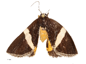  ( - CBG-B00196-C01)  @11 [ ] CreativeCommons - Attribution Share - Alike (2025) CBG Photography Group Centre for Biodiversity Genomics