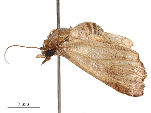  ( - CBG-B00196-C03)  @11 [ ] CreativeCommons - Attribution Share - Alike (2025) CBG Photography Group Centre for Biodiversity Genomics