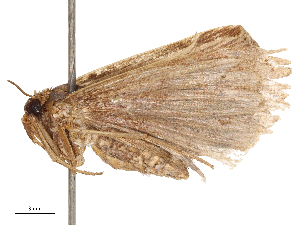  ( - CBG-B00196-E10)  @11 [ ] CreativeCommons - Attribution Share - Alike (2025) CBG Photography Group Centre for Biodiversity Genomics