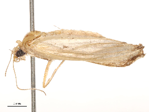  (Hypena pulverulenta - CBG-B00196-E12)  @11 [ ] CreativeCommons - Attribution Share - Alike (2025) CBG Photography Group Centre for Biodiversity Genomics