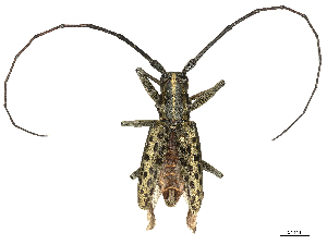  ( - CBG-B00196-G03)  @11 [ ] CreativeCommons - Attribution Share - Alike (2025) CBG Photography Group Centre for Biodiversity Genomics