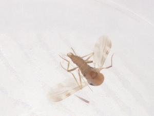  ( - CBG-B01148-A02)  @11 [ ] CreativeCommons - Attribution Share - Alike (2025) Centre for Biodiversity Genomics Centre for Biodiversity Genomics