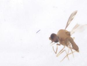  ( - CBG-B01149-A12)  @11 [ ] CreativeCommons - Attribution Share - Alike (2025) Centre for Biodiversity Genomics Centre for Biodiversity Genomics