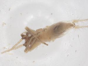  (Homoeoxipha obliterata - CBG-B01841-E11)  @11 [ ] CreativeCommons - Attribution Share - Alike (2025) Centre for Biodiversity Genomics Centre for Biodiversity Genomics