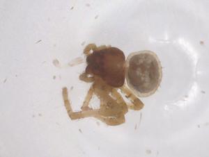  (Angaeus - CBG-B01842-G04)  @11 [ ] CreativeCommons - Attribution Share - Alike (2025) Centre for Biodiversity Genomics Centre for Biodiversity Genomics