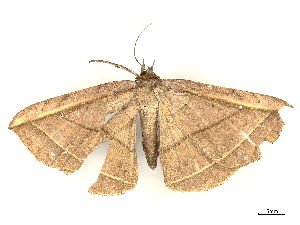  ( - CBG-B04684-H08)  @11 [ ] CreativeCommons - Attribution Share - Alike (2025) CBG Photography Group Centre for Biodiversity Genomics