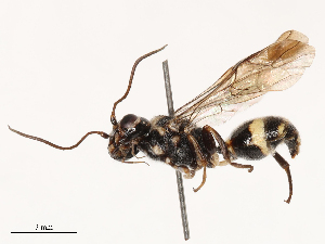  (Taeniogonalos formosana - CBG-B04685-B09)  @11 [ ] CreativeCommons - Attribution Share - Alike (2025) CBG Photography Group Centre for Biodiversity Genomics