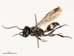  ( - CBG-B04685-B11)  @11 [ ] CreativeCommons - Attribution Share - Alike (2025) CBG Photography Group Centre for Biodiversity Genomics