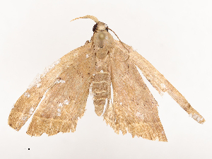  ( - CBG-B04685-E01)  @11 [ ] CreativeCommons - Attribution Share - Alike (2025) CBG Photography Group Centre for Biodiversity Genomics