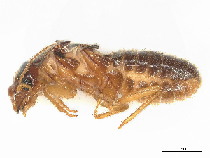  ( - CBG-B04685-H11)  @11 [ ] CreativeCommons - Attribution Share - Alike (2025) CBG Photography Group Centre for Biodiversity Genomics